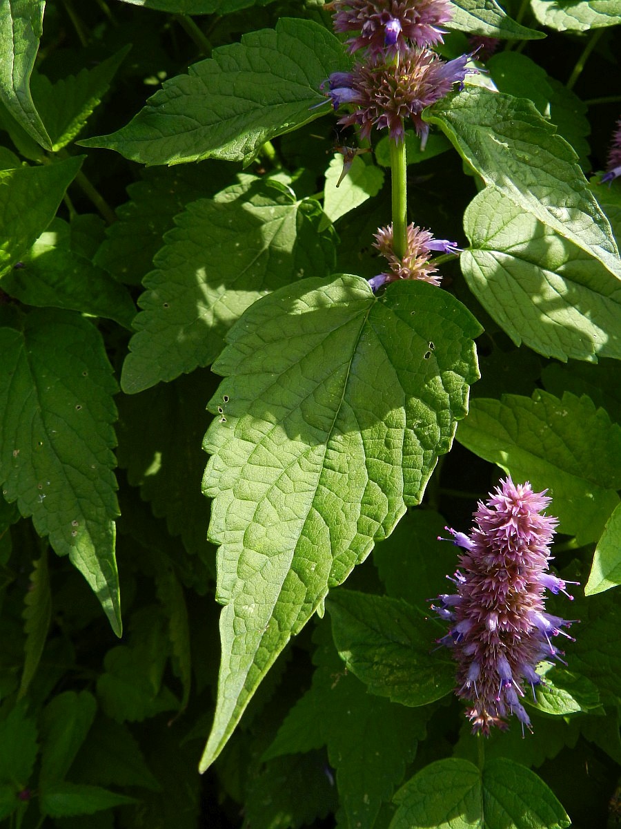 Agastache rugosa